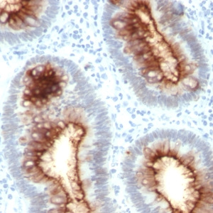 Carcinoembryonic Antigen (CEA) / CD66; Clone C66/1030 (Concentrate)